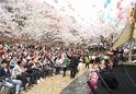 제26회 도당산 벚꽃축제12 이미지