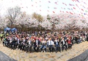 제26회 도당산 벚꽃축제1 이미지