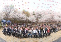 제26회 도당산 벚꽃축제13 이미지