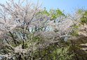 도당산 벚꽃6 이미지