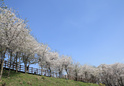 도당산 벚꽃1 이미지