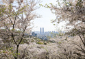 도당산 벚꽃2 이미지