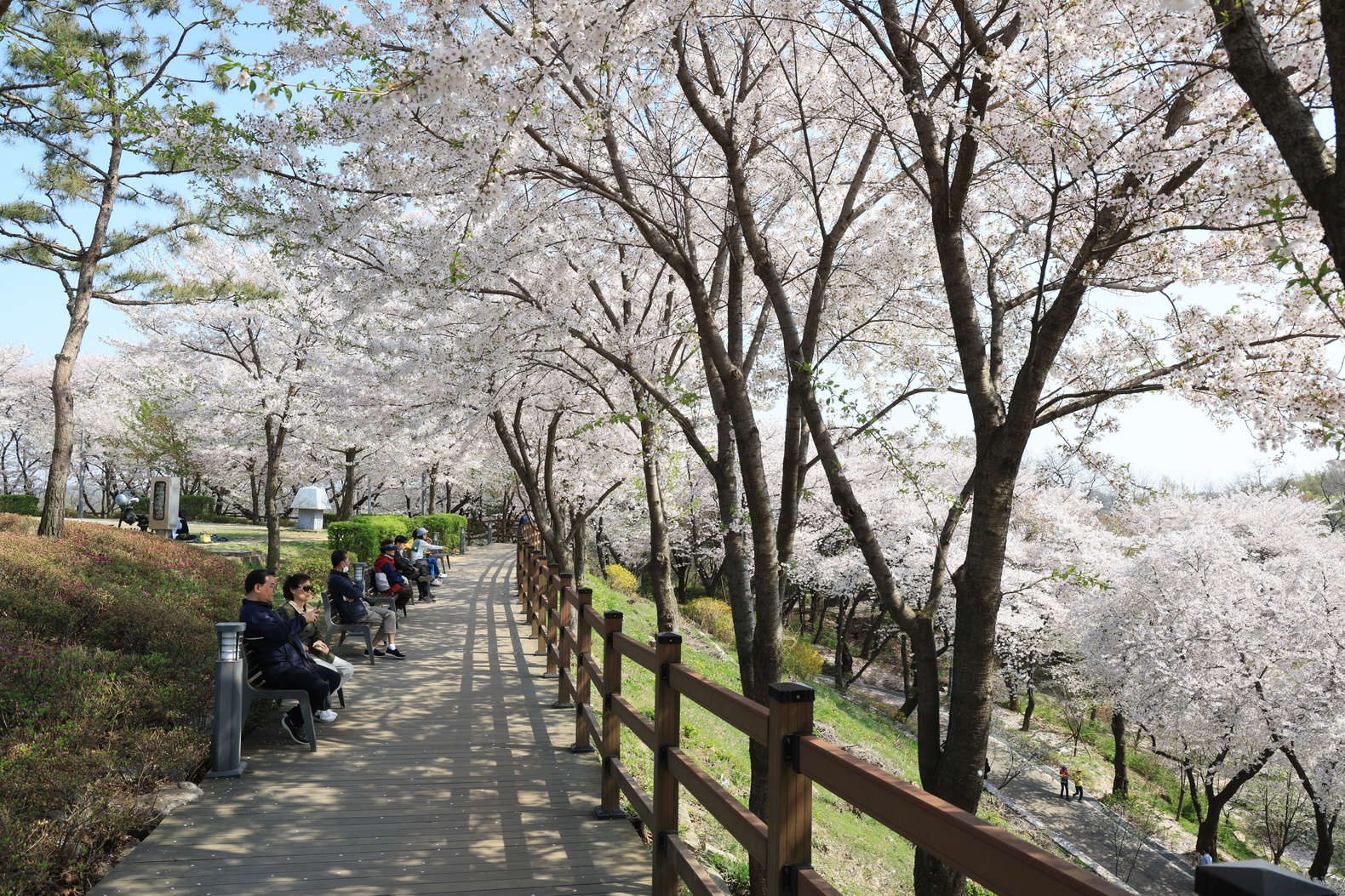 도당산 벚꽃 이미지