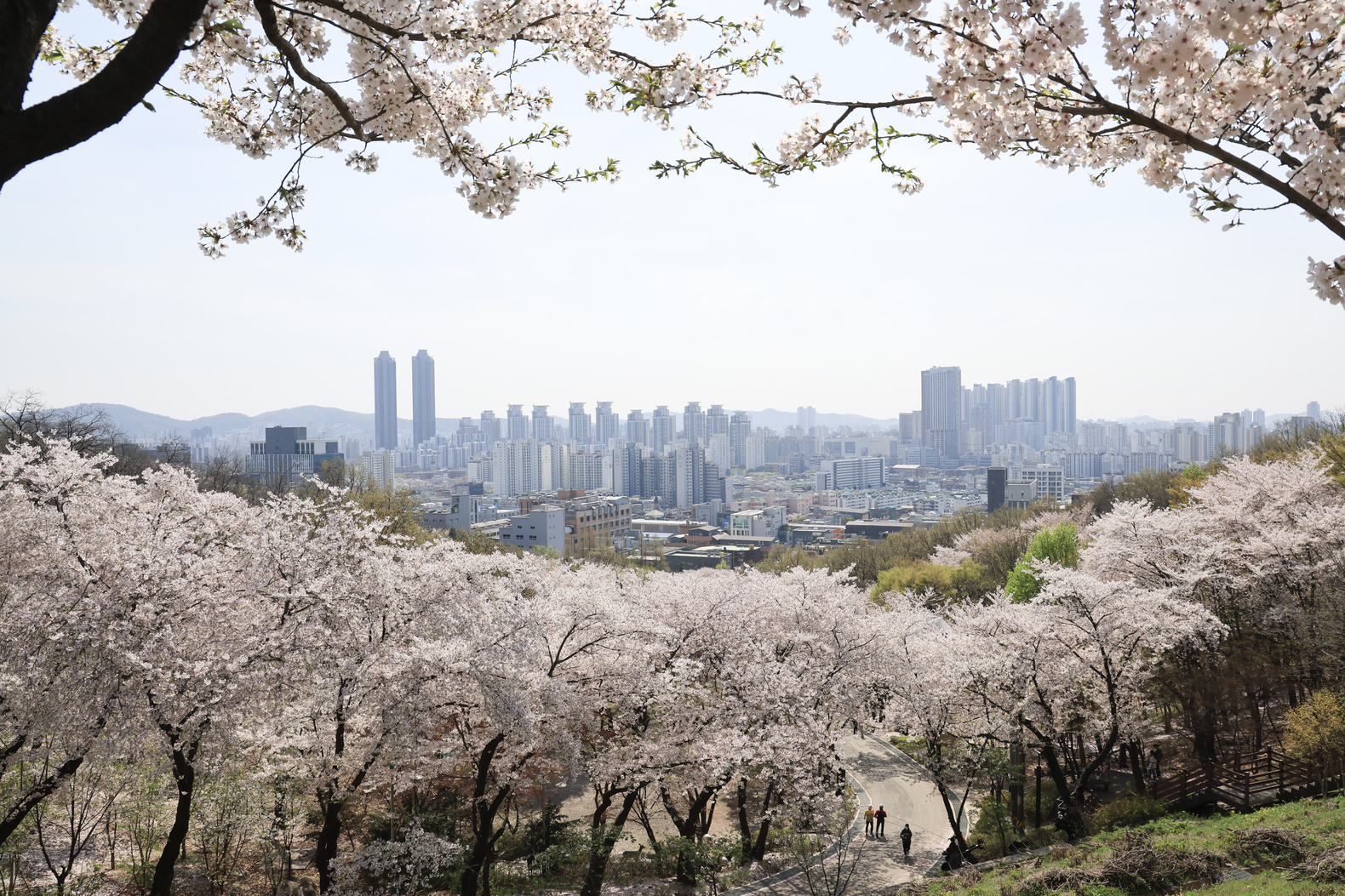 도당산 벚꽃 이미지
