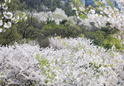 도당산 벚꽃4 이미지