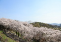 도당산 벚꽃7 이미지