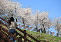 도당산 벚꽃10 이미지