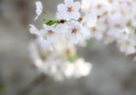 도당산 벚꽃9 이미지